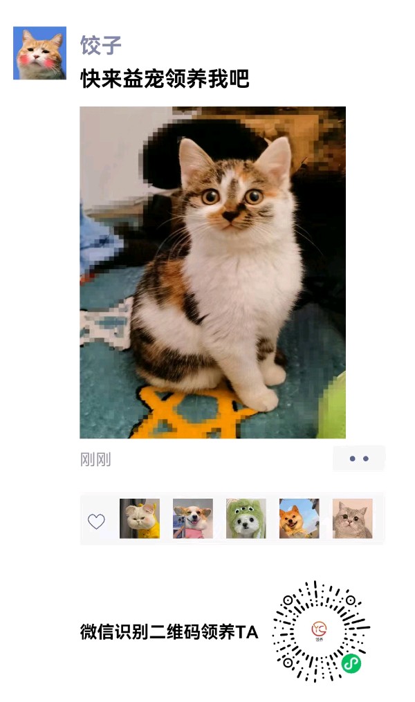 河南许昌：益宠：让爱传递，让宠物找到家（图6）