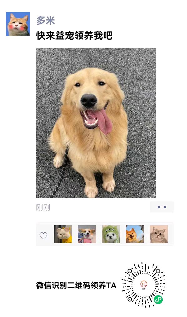 河南许昌：益宠：让爱传递，让宠物找到家（图8）