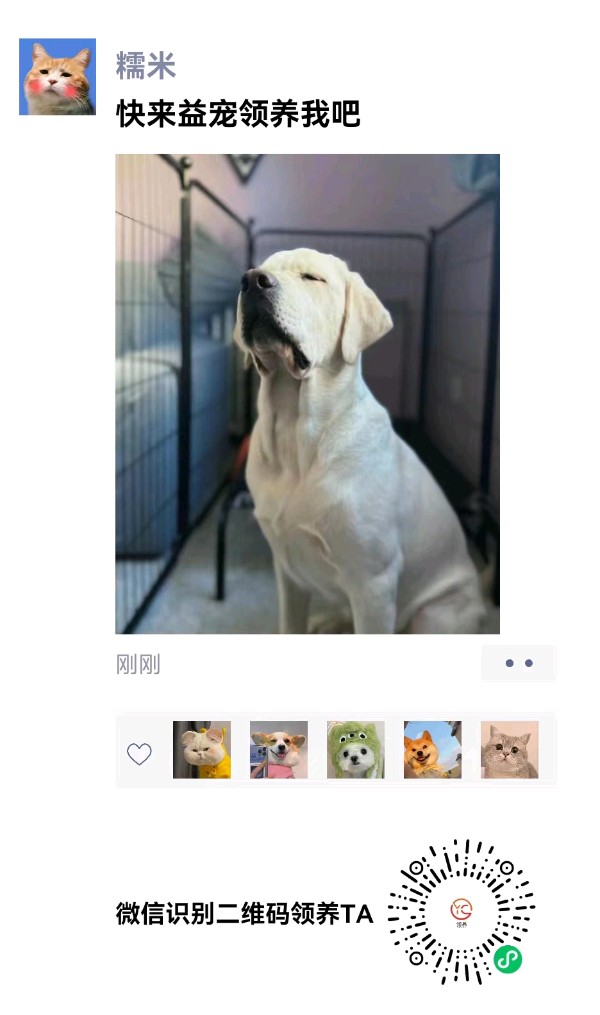 河南许昌：益宠：让爱传递，让宠物找到家（图9）