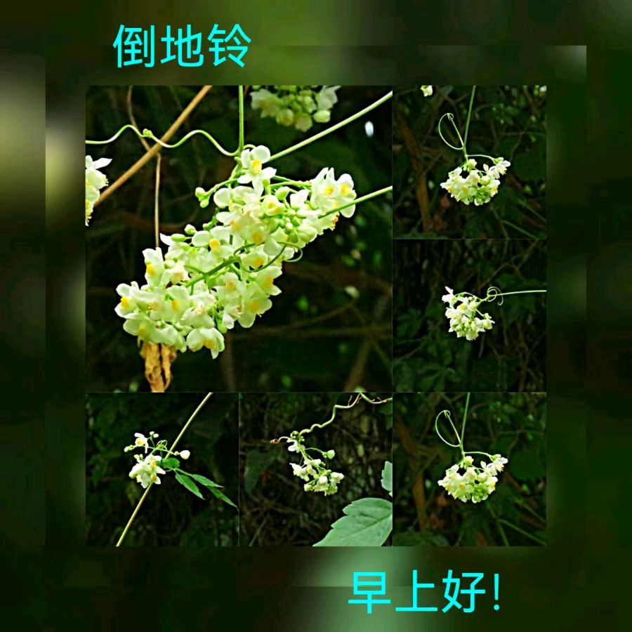 联机全球发布马洪武作品欣赏（图285）