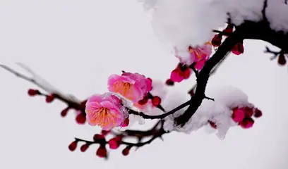 小寒节气‖巴彦诗协诗词卷【614】（图5）