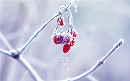 《九江文学社：北京头条》《小寒节气》专刊【总第1966期】（图19）
