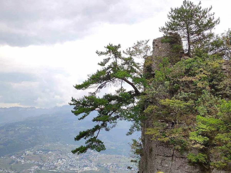 七律-劲松（组合）诗||雅韵琴韵（图16）