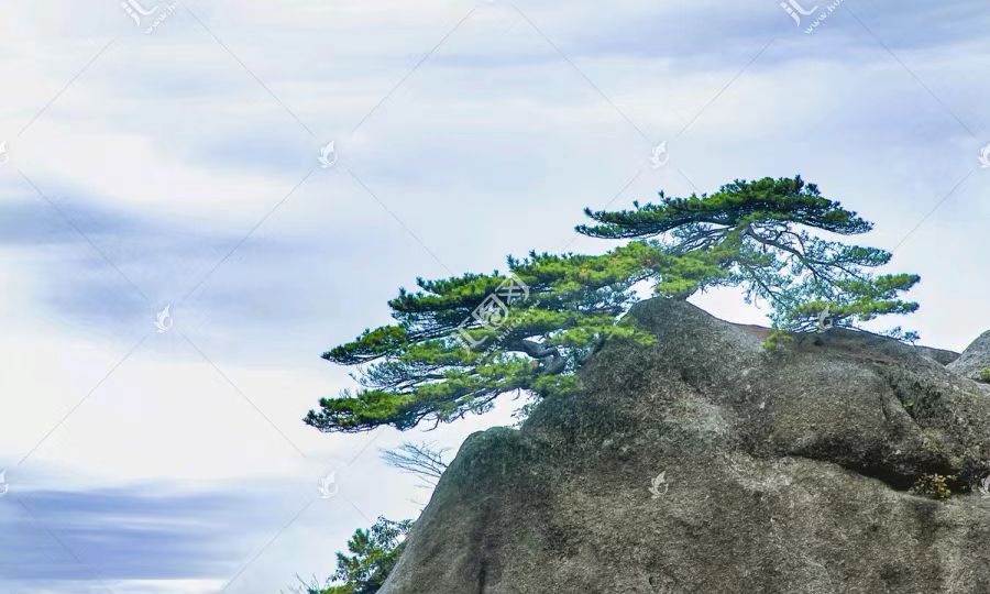七律-劲松（组合）诗||雅韵琴韵（图14）