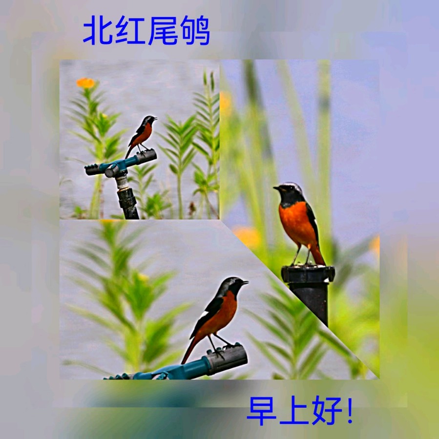 联机全球发布马洪武作品欣赏（图283）