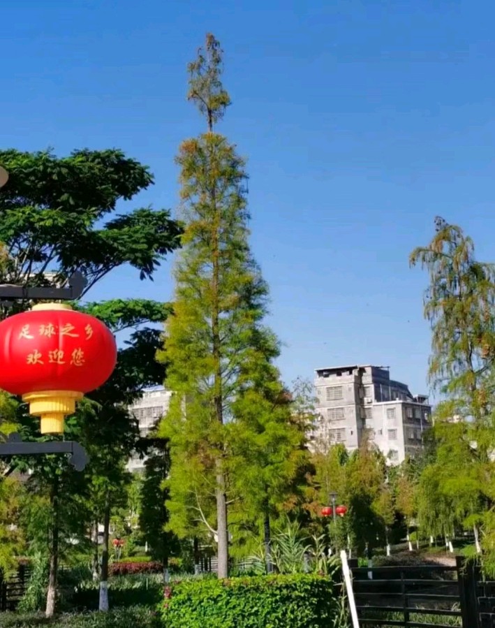 【专题推荐 新年放歌】曾培方//五华县城的老河道公园（图6）