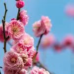 中华诗艺社【黑龙江分社】微刊第300期(图14)