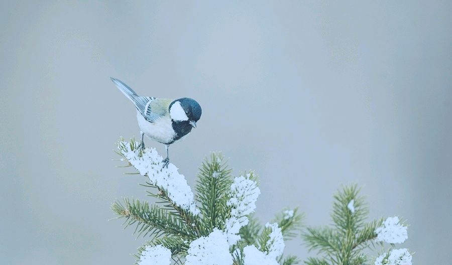王茹诗词专辑第179期（图15）