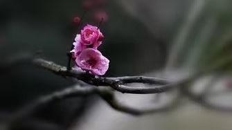 醉太平·谒早梅（文/许碧霞）……莲叶之珠文学社