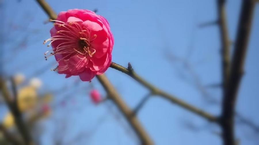 醉太平·谒早梅（文/许碧霞）……莲叶之珠文学社（图3）