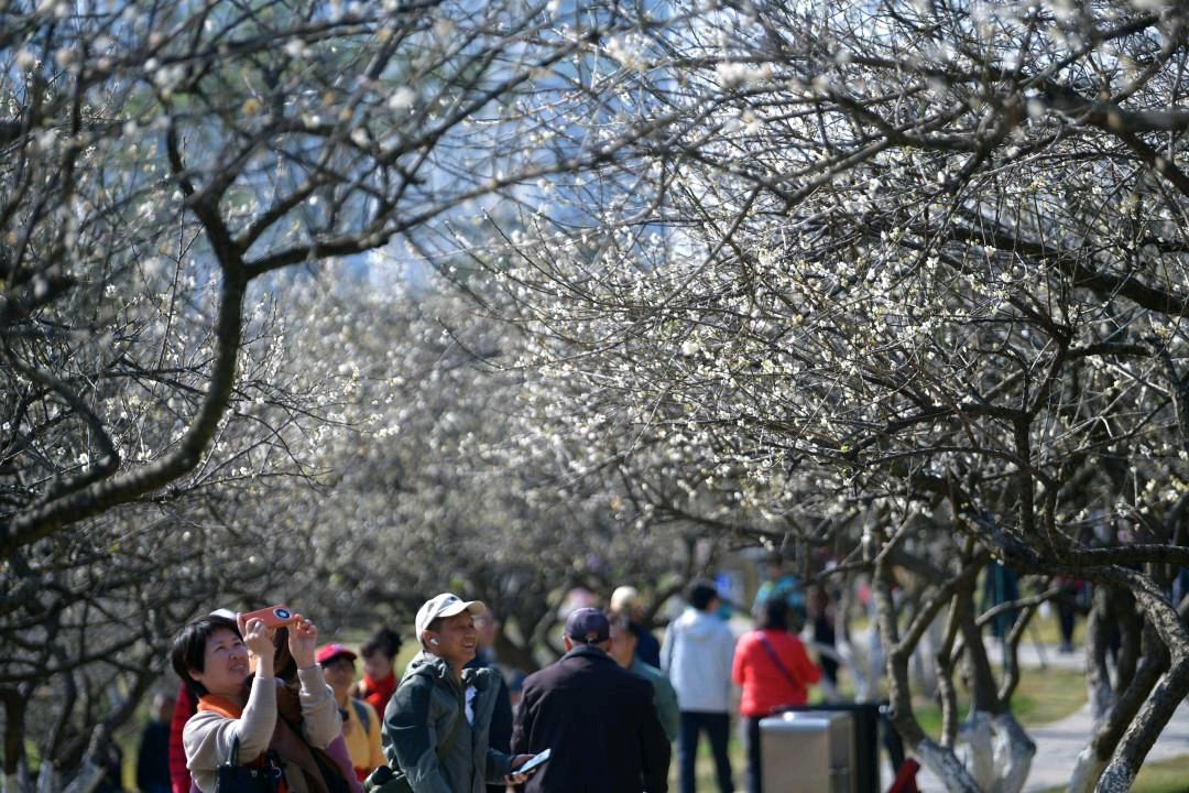 【专题推荐】曾培方//第十四届香雪文化旅游节咏怀（图4）