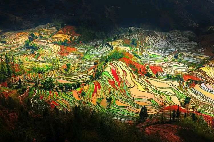 绚丽的·奇葩·作者：吉运〔新疆伊犁〕【冰心文化传媒】（图7）