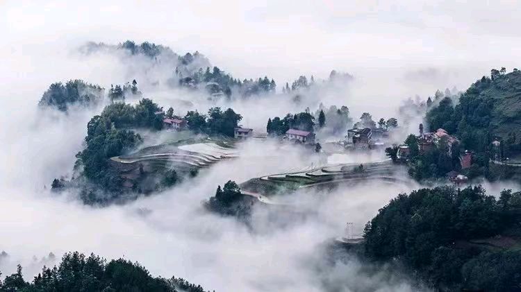 绚丽的·奇葩·作者：吉运〔新疆伊犁〕【冰心文化传媒】（图11）