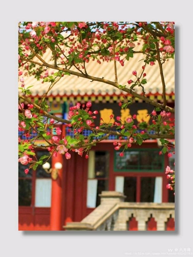 桑叶朗诵【一剪梅*西院花厅哭海棠】作者/六月荷（图4）