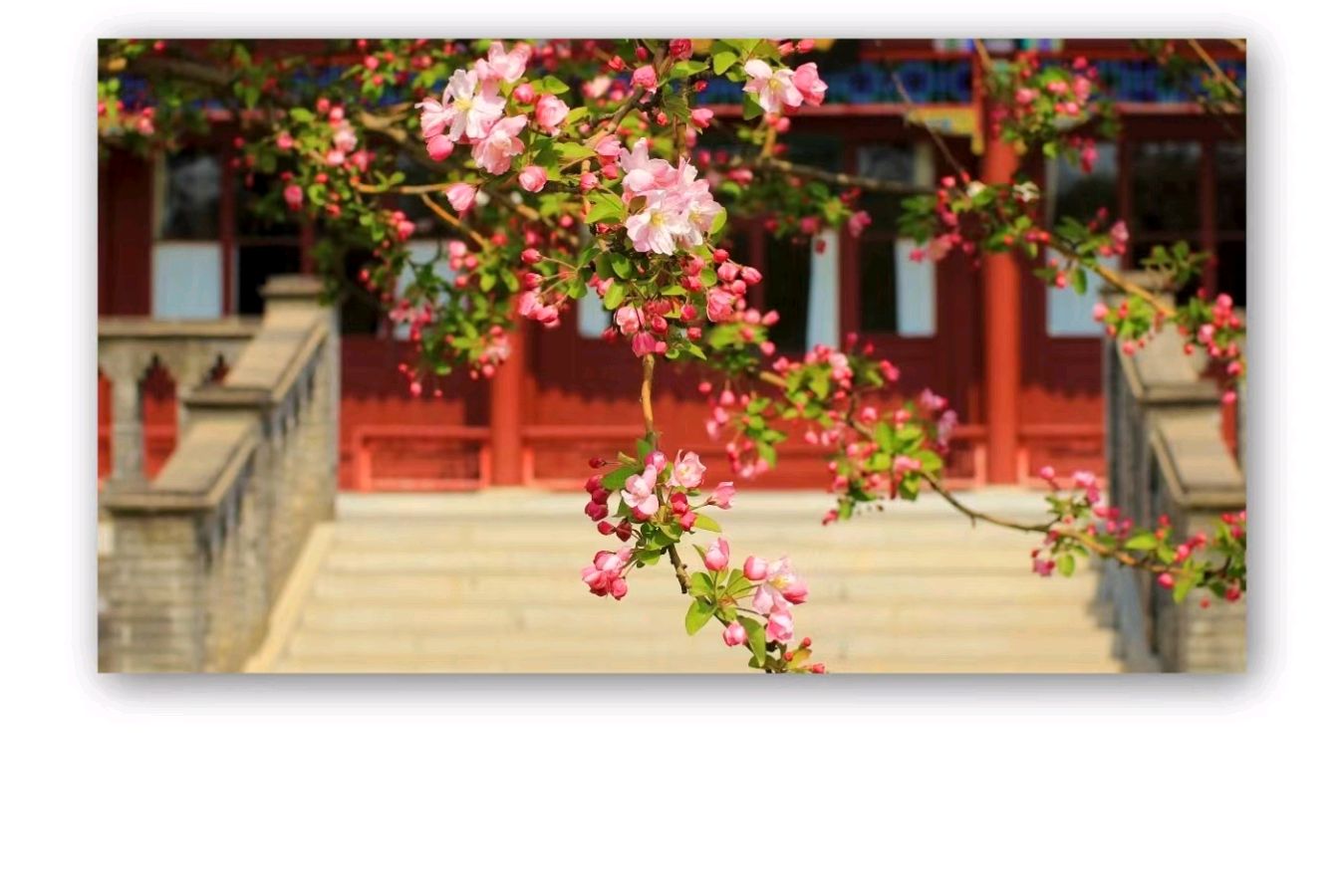 桑叶朗诵【一剪梅*西院花厅哭海棠】作者/六月荷（图6）
