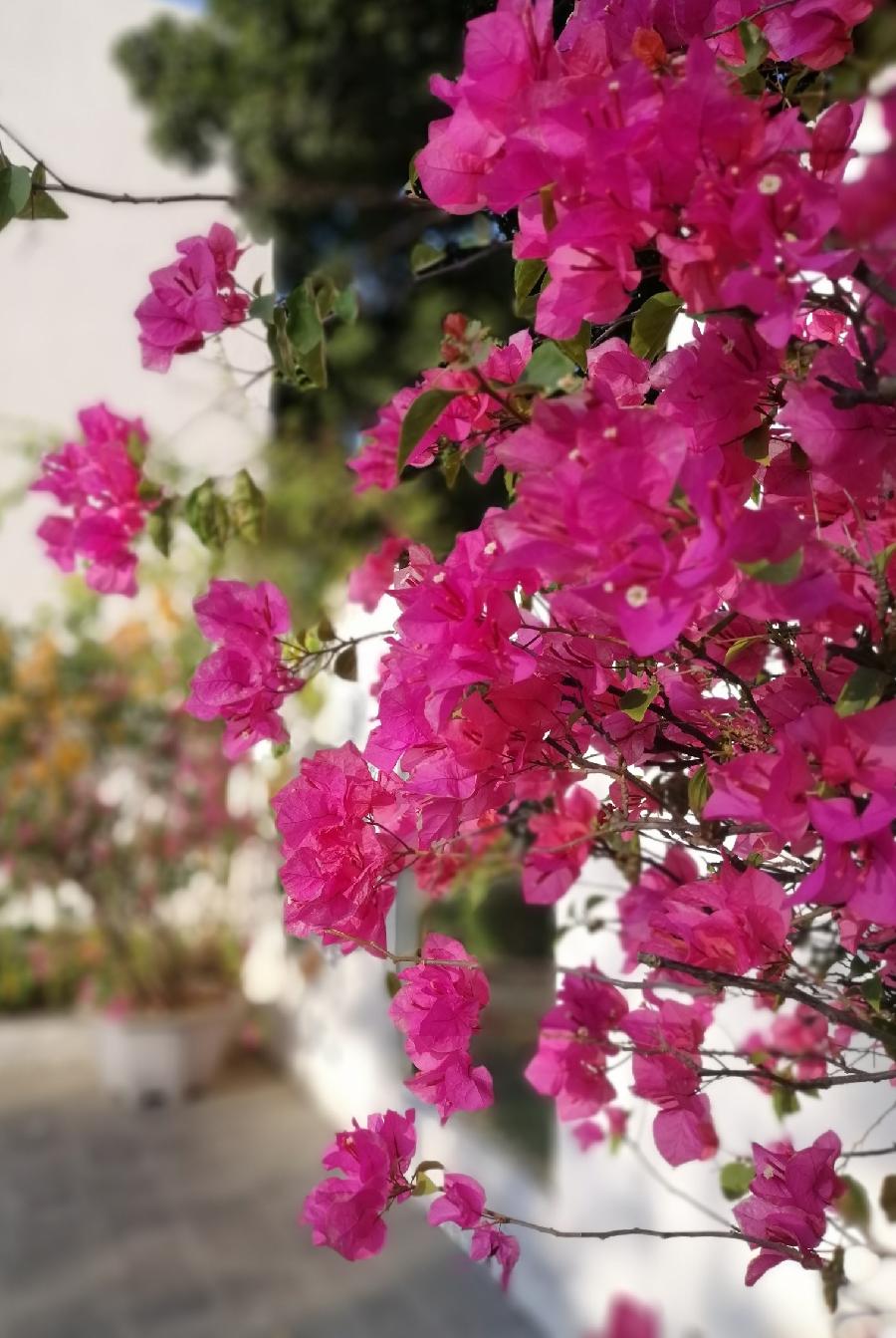 祝君平安（一一送给人生中真挚的朋友）文／江冲（图5）