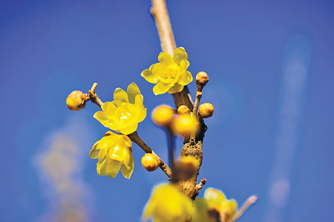 又见梅花开（图2）