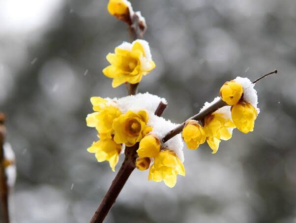 又见梅花开（图4）