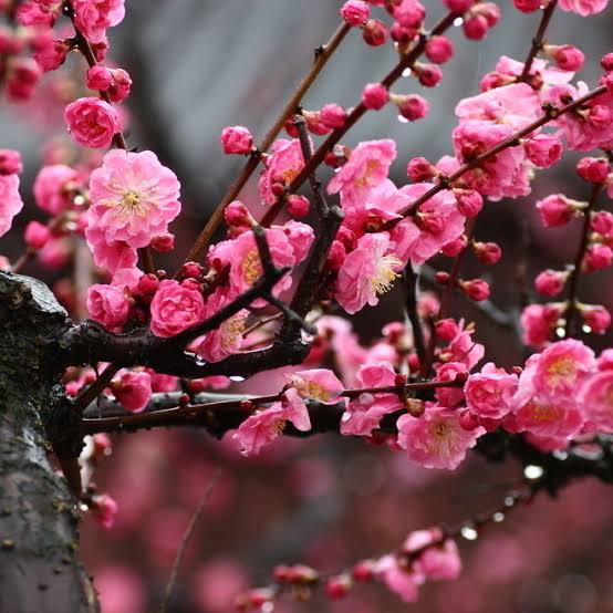 又见梅花开（图6）
