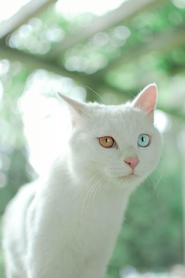 《猫咪与诗人老男孩的战争》文：老男孩/诵：山谷幽兰【世界诗歌研究院】世界诗人名人展（10765）（图4）