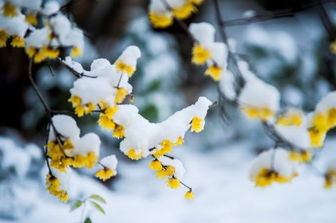 又见梅花开（图5）