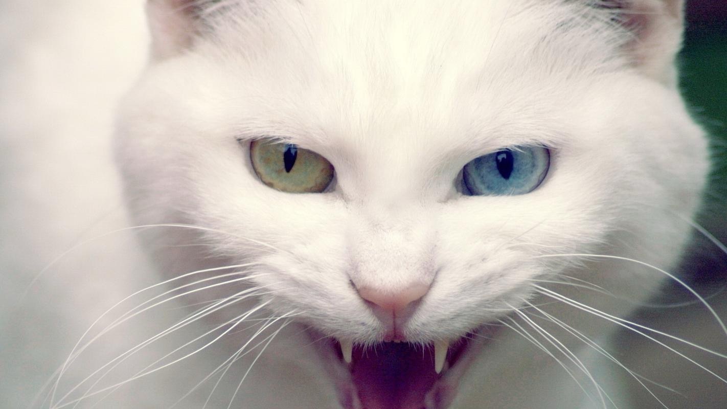 《猫咪与诗人老男孩的战争》文：老男孩/诵：山谷幽兰【世界诗歌研究院】世界诗人名人展（10765）（图7）