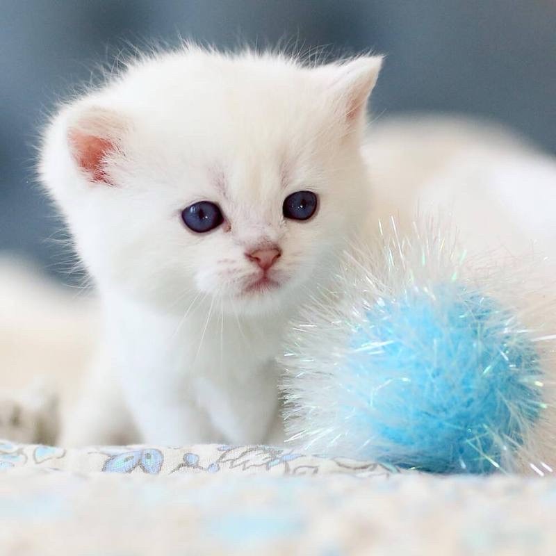 《猫咪与诗人老男孩的战争》文：老男孩/诵：山谷幽兰【世界诗歌研究院】世界诗人名人展（10765）（图9）
