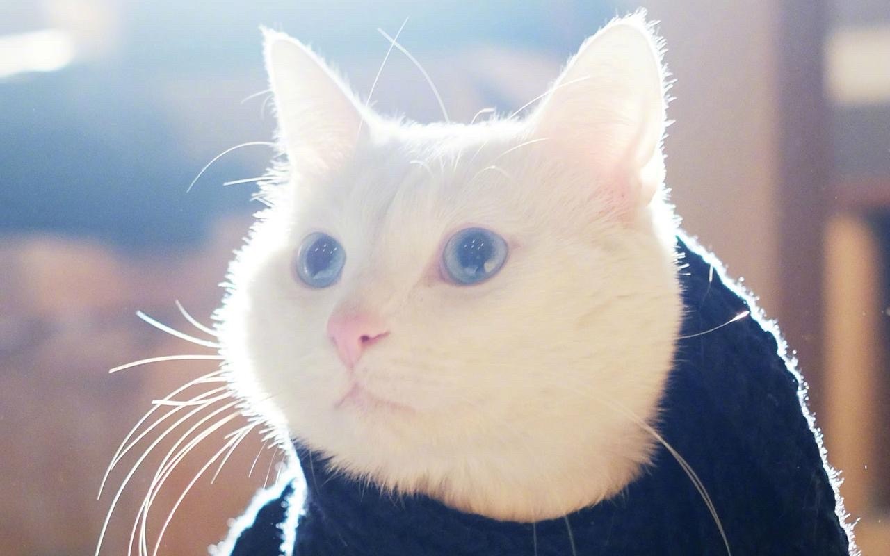 《猫咪与诗人老男孩的战争》文：老男孩/诵：山谷幽兰【世界诗歌研究院】世界诗人名人展（10765）（图8）
