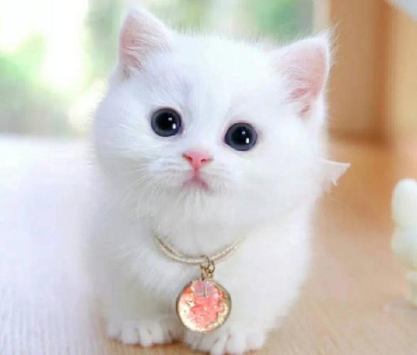 《猫咪与诗人老男孩的战争》文：老男孩/诵：山谷幽兰【世界诗歌研究院】世界诗人名人展（10765）（图10）