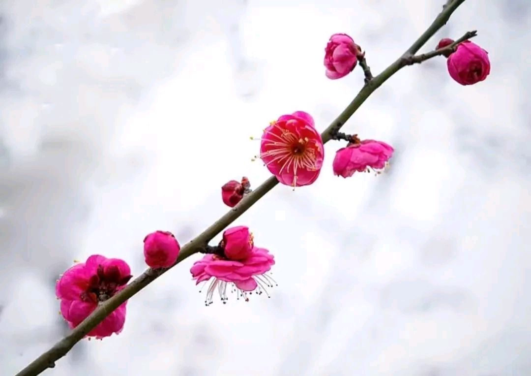 包美荣的《少年游•冬日漫步所见》