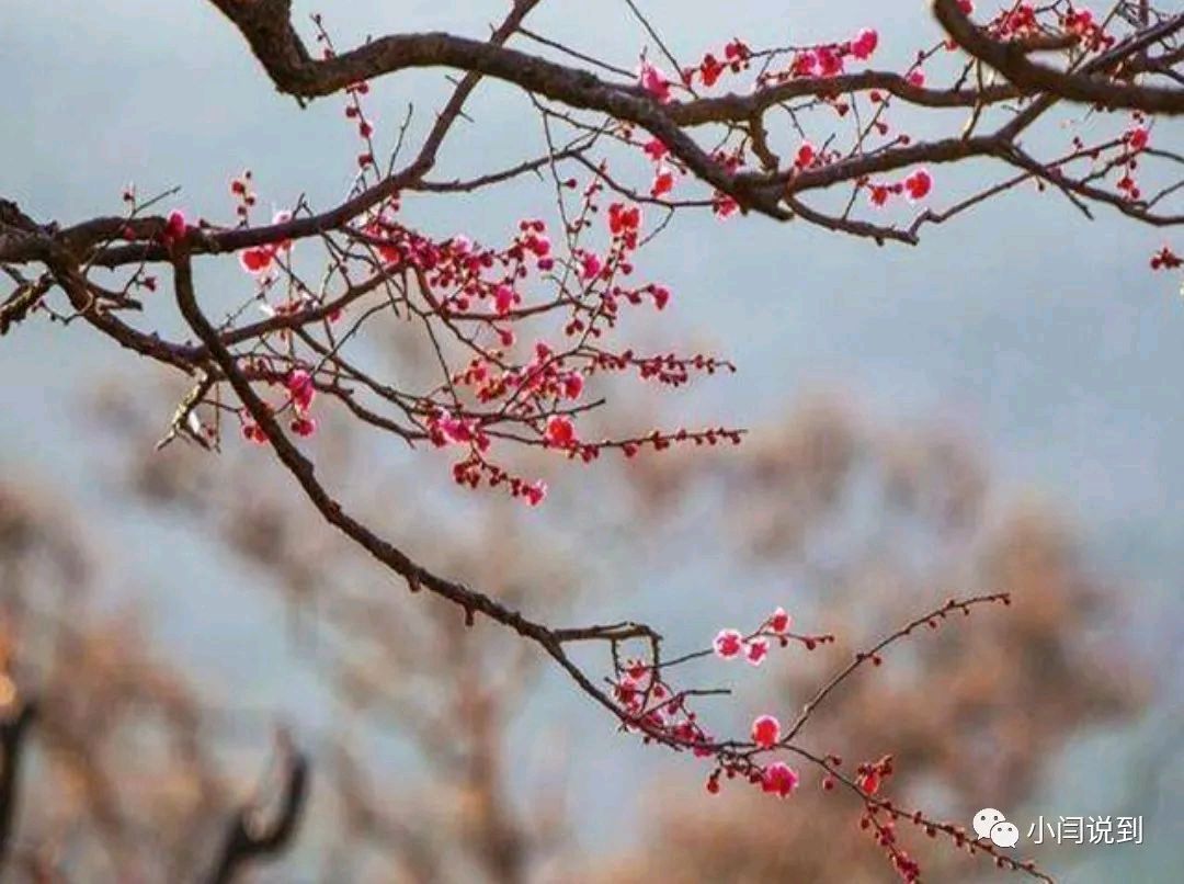 聂冬丽的《七律•新年展望》