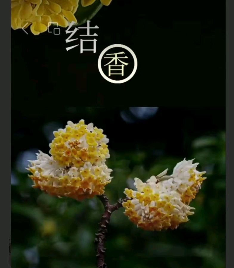 韩庚的《结香》