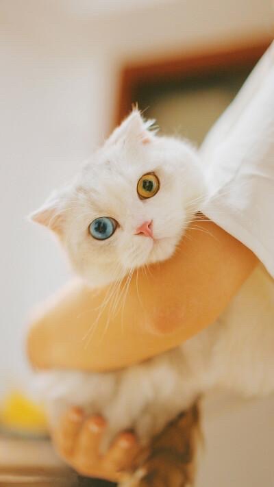 《猫咪与诗人老男孩的战争》文：老男孩/诵：山谷幽兰【世界诗歌研究院】世界诗人名人展（10765）（图5）