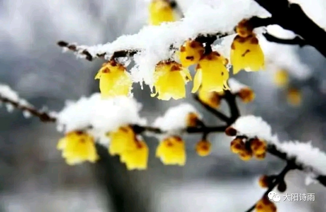 东方书剑的《七律•咏雪》