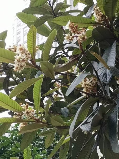 又见枇杷花开（文/许碧霞）……莲叶之珠文学社
