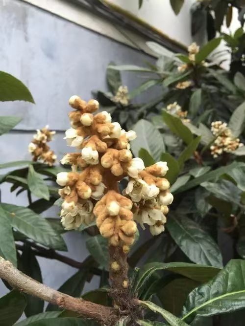 又见枇杷花开（文/许碧霞）……莲叶之珠文学社（图3）