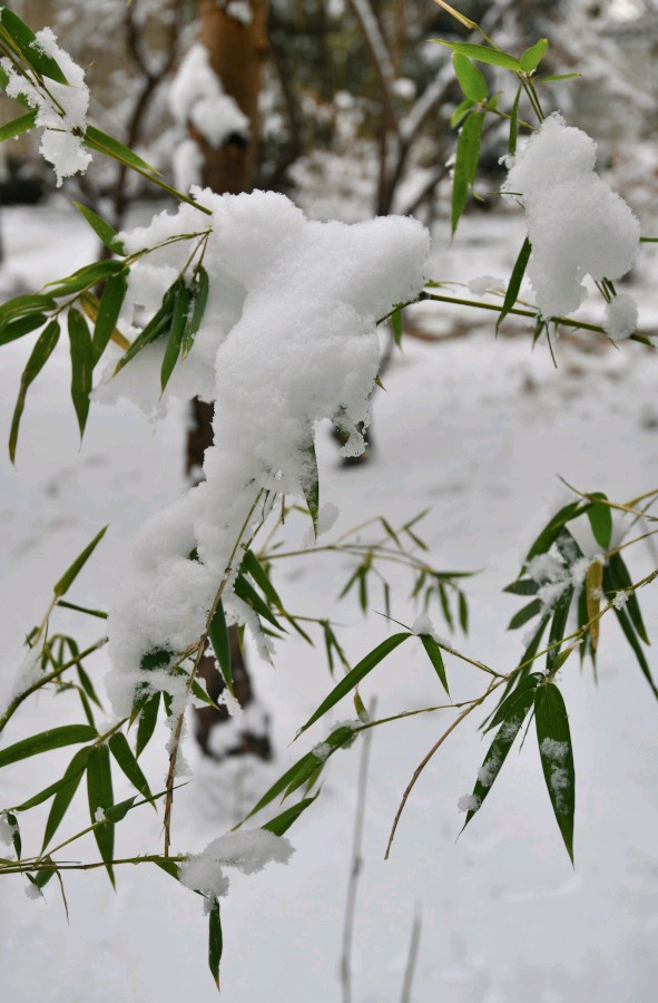 请欣赏安玉茹老师的作品《冰雪奇缘》主播//祥云 编辑//海纳百川【第7318期】（图5）