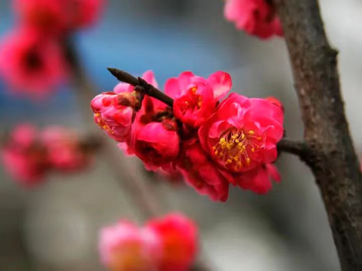 【中华诗艺社推荐】刘凤亭:七绝•咏梅十九首（图6）