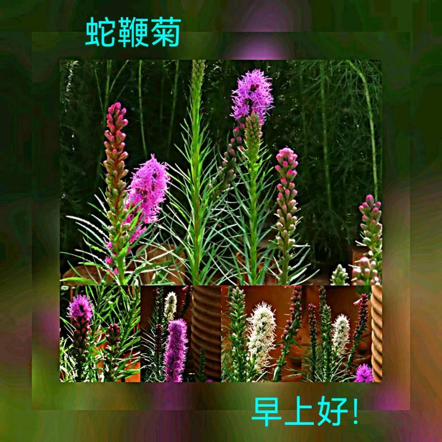 联机全球发布马洪武作品欣赏（图275）