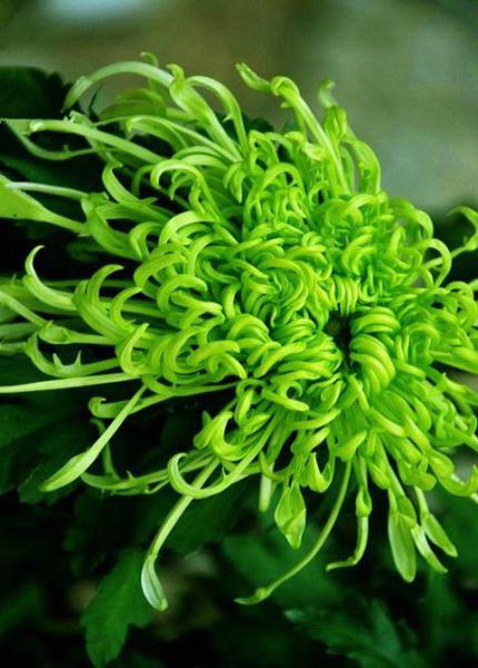七绝·梅兰竹菊(卷帘体)作者/邹晓华……莲叶之珠文学社(图7)