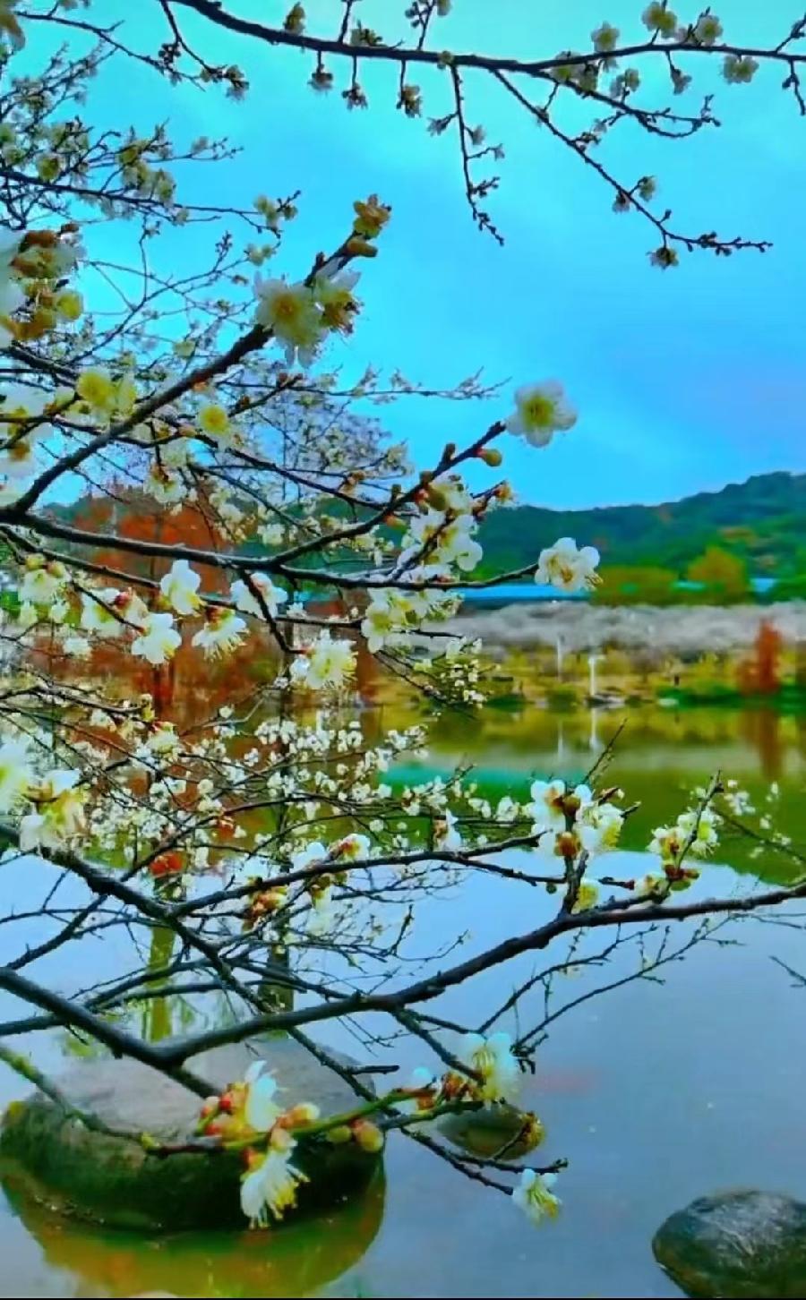 三元七绝诗~赏梅(外三首)文/詹成(图10)