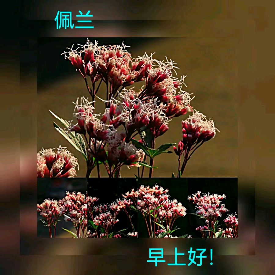 联机全球发布马洪武作品欣赏（图273）
