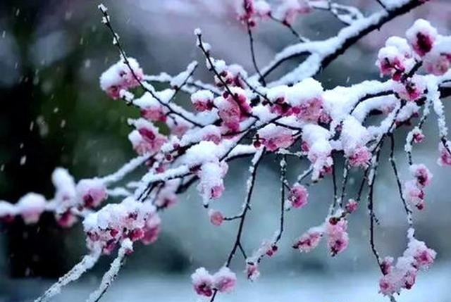 七绝-冬恋(组合)诗||白小文(图16)