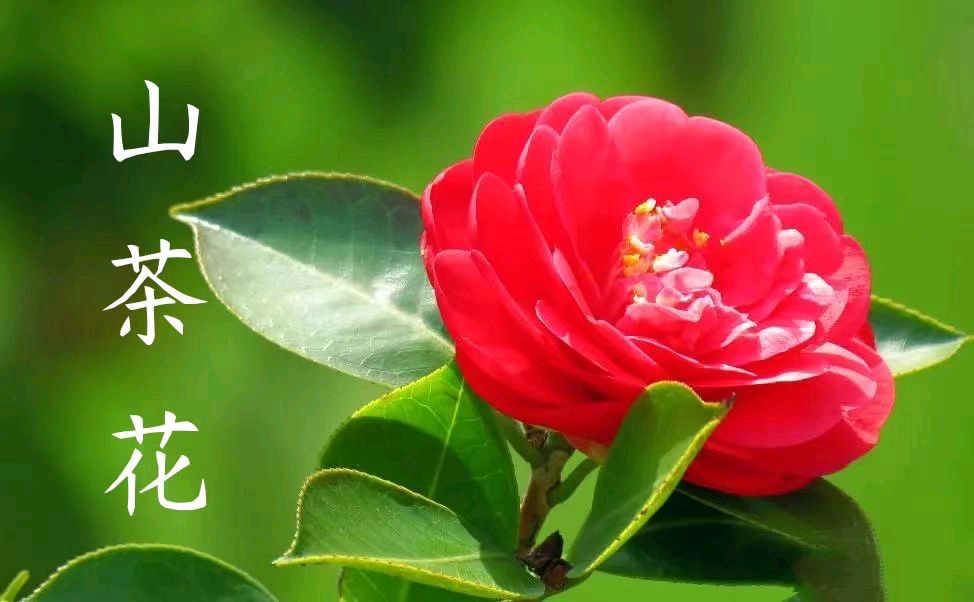 《七律 · 山茶花》作者/吴云钦(图2)