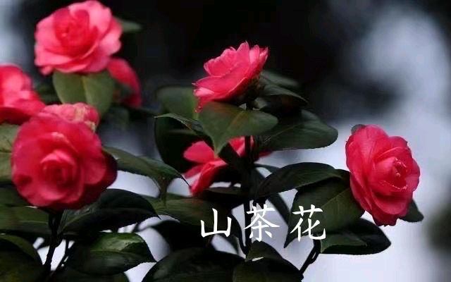 《七律 · 山茶花》作者/吴云钦(图3)