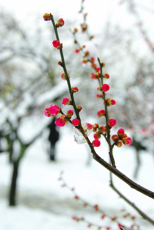 七律 梅花 十首 文/杨振国（北京）京津沪头条（图2）