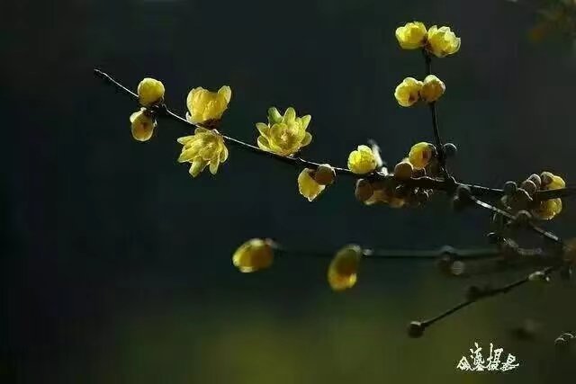 *诗词专辑*作者 胡向前〔湖北〕【冰心文化传媒】主编 冰心（图23）