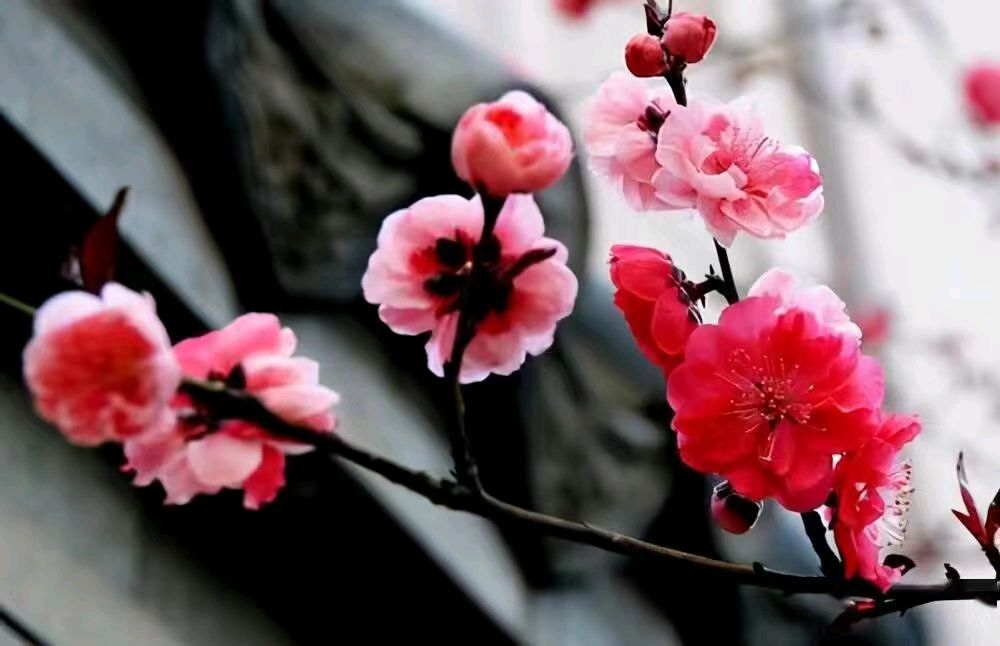 *诗词专辑*作者 胡向前〔湖北〕【冰心文化传媒】主编 冰心（图11）