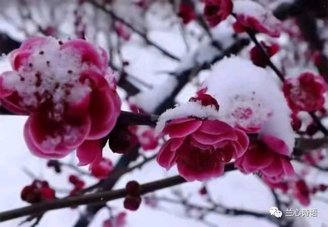 《亚洲诗艺特刊》张玉兰.诗选(图4)