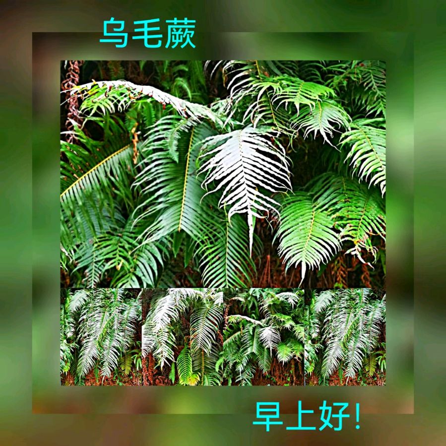 联机全球发布马洪武作品欣赏（图267）